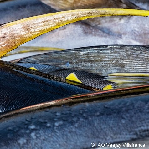 #CommonOceans program sheds light on the #climatechange impact on #tuna migration, with potential economic impacts for Pacific nations. The program is leading efforts for sustainable tuna fishing, and a healthier tomorrow. Learn more 👉 bit.ly/4blIYEu #WorldTunaDay
