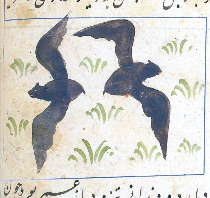 Bats, Ajāyib al-makhlūqāt va-gharāyib al-mawjūdāt, Baghdad, 790AH/1388AD.
