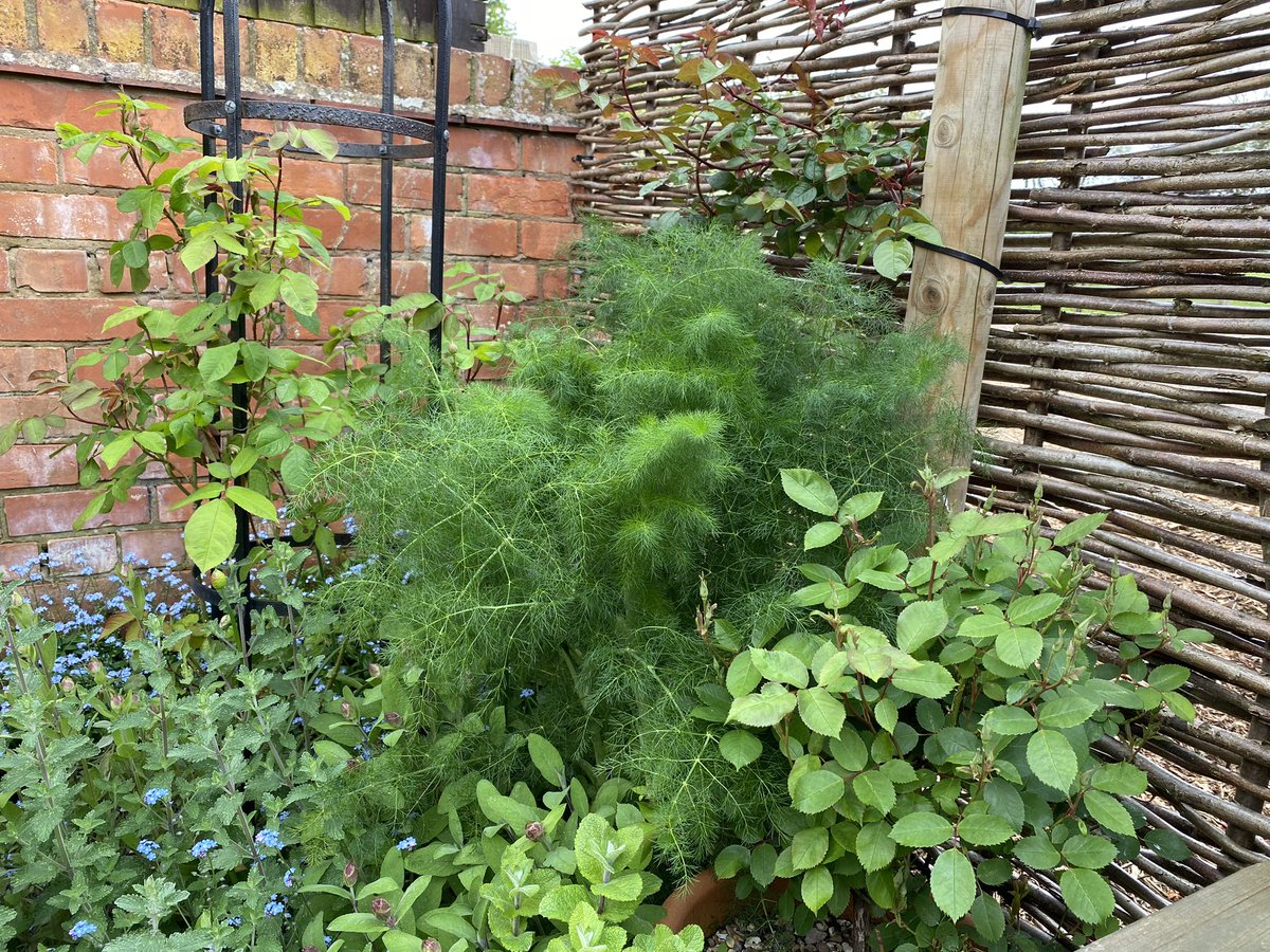 Fennel pushing through roses in my small herb garden.