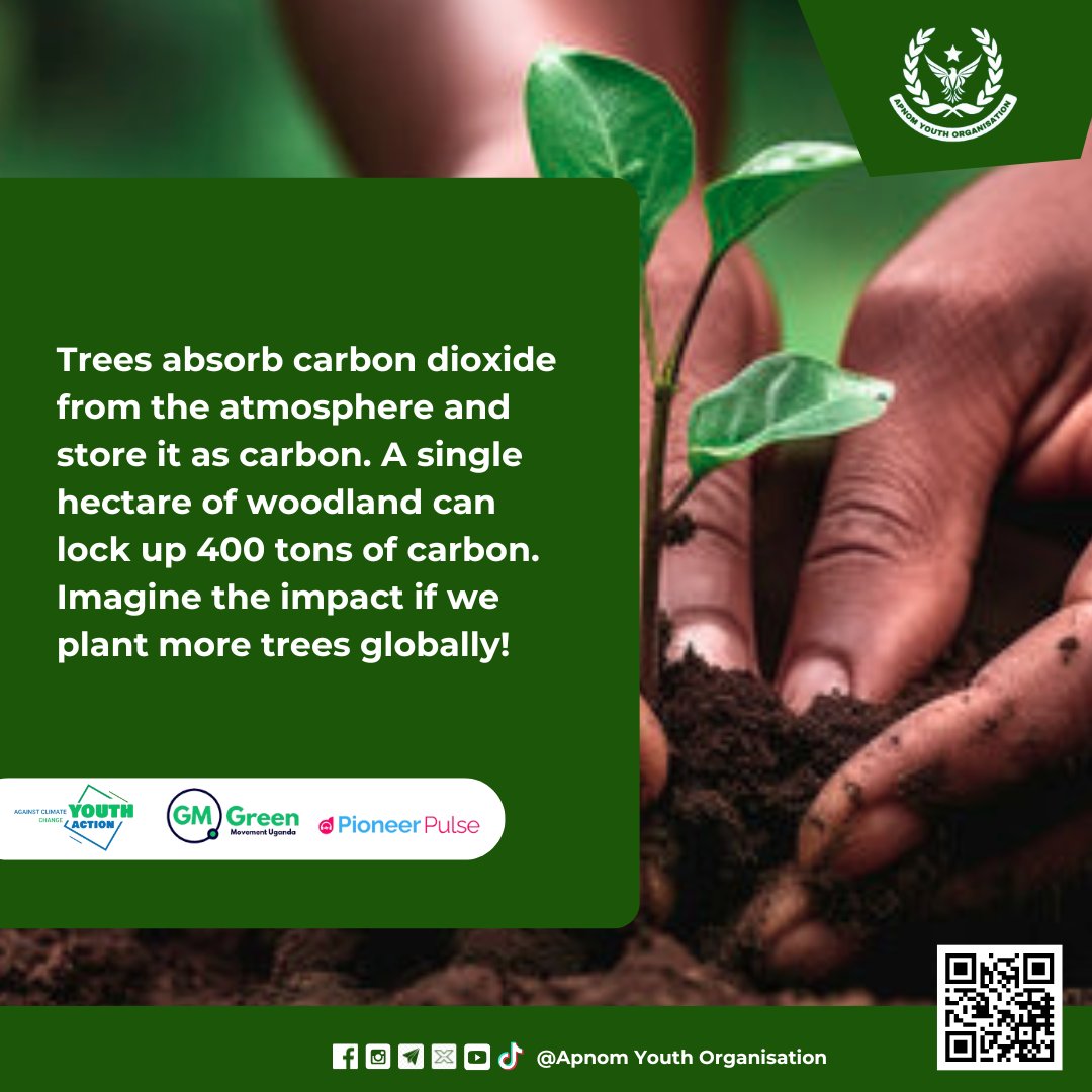 Unlocking Earth's potential, Trees capture CO2, storing tons of carbon per hectare. Imagine the global impact of planting more trees for a sustainable future! 🌳🌍 #ClimateAction