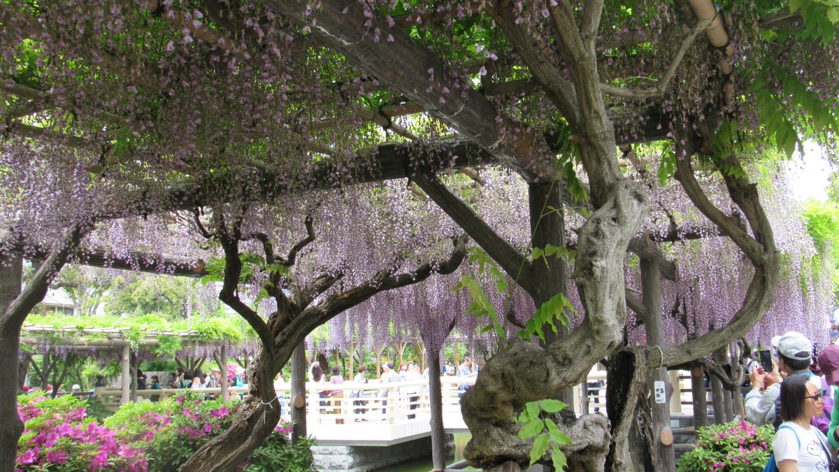 Hello there !!
Even though cherry blossoms have finished blooming, this month is perfect for enjoying Tokyo city with the stunning views of tulips and wisteria.
airbnb.jp/rooms/21581868
#airbnb #airbnbjapan #airbnbhost
#airbnbsuperhost #traveltheworld #vacationrental #tokyotrip