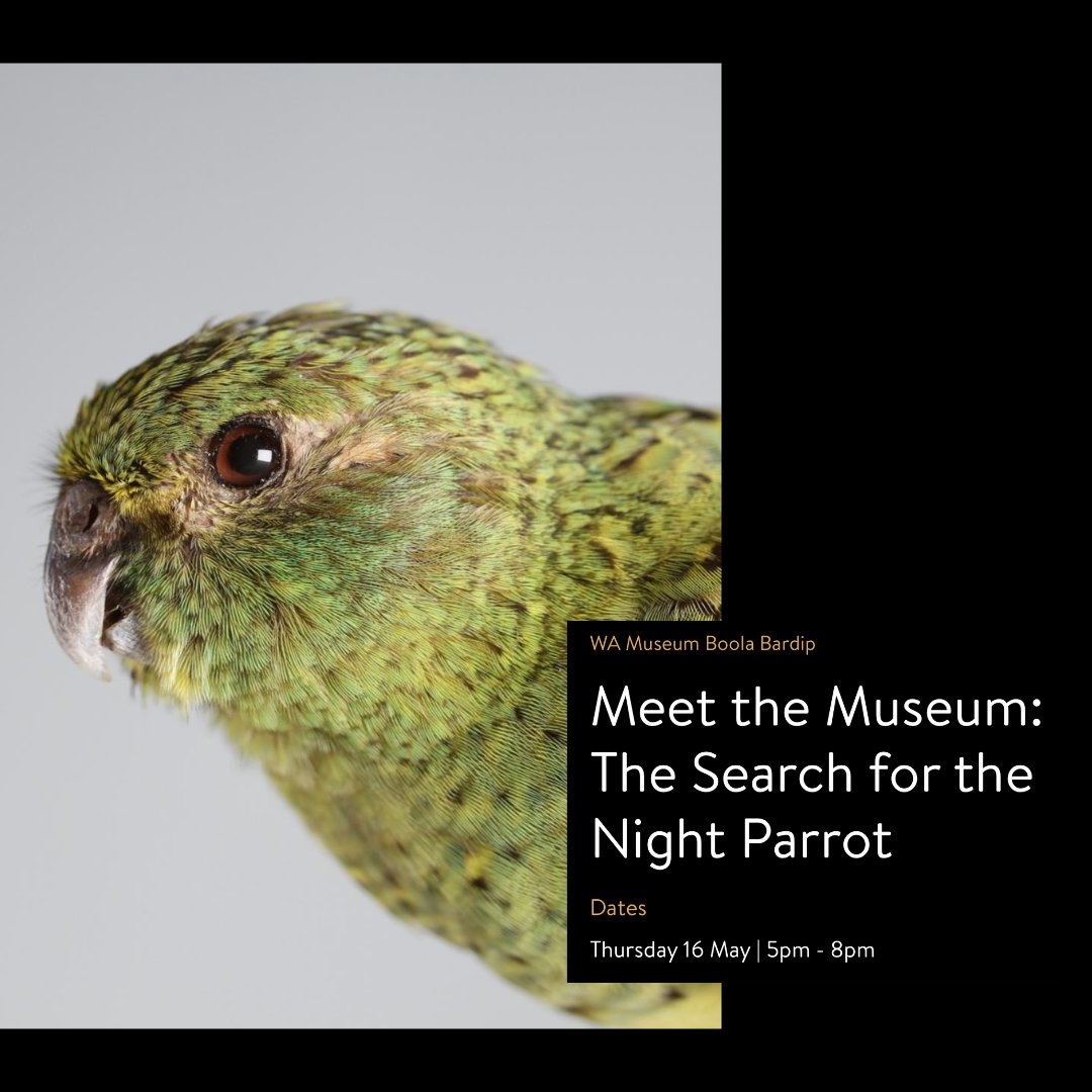 🌙🦜 Discover the secrets of the elusive #NightParrot at @@wamuseum! Once thought to be extinct, this rare bird was rediscovered in 2013. Today, the vital work of Indigenous ranger groups, like #KJMartuRangers, plays a key role in its survival.