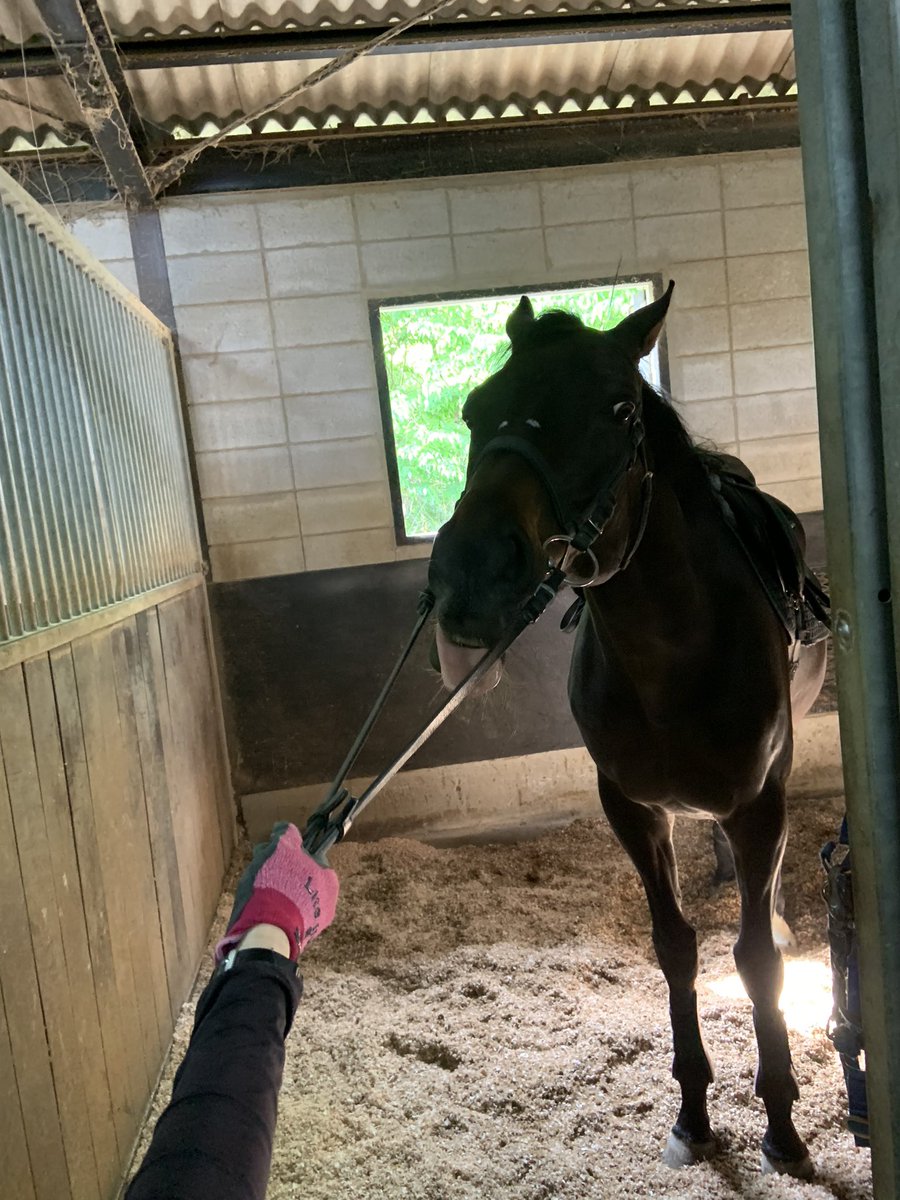 🐴「嫌だぁー！運動したくない！！」
運動拒否するフラッグ君です😅

#ホースレスト #養老牧場 #関西 #大阪 #引退馬預託 #引退馬 #ゴールドフラッグ
#TCC