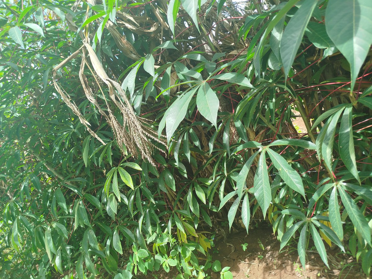 Cassava-Muhogo

#growyourownfood
#farming