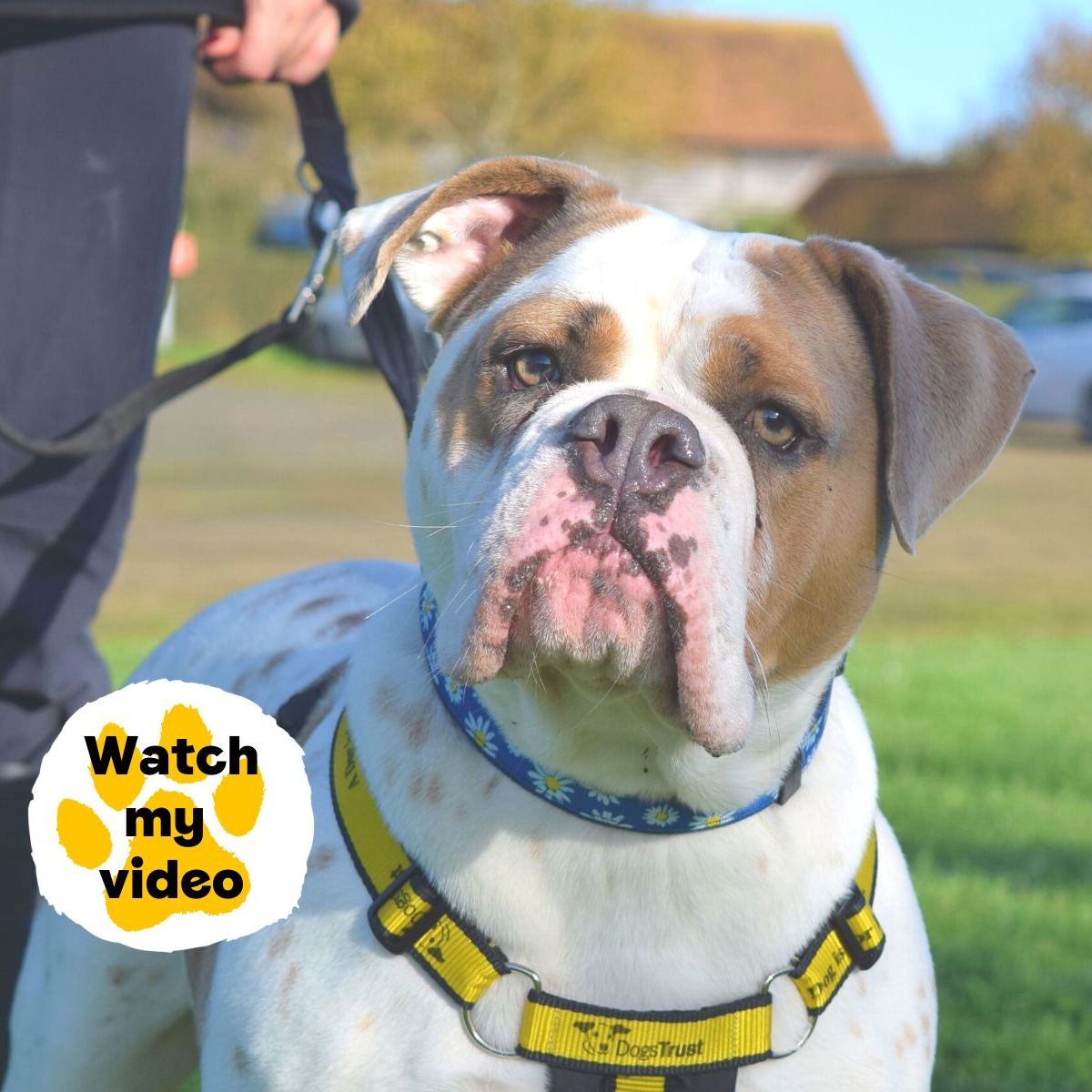 Did you know that lots of the dogs at our centre have videos? 📹 Just look out for the 'watch my video' sticker like this one with Molly!

We are constantly adding to our dogs profiles, so regularly check to say updated!

#Bulldog #Adoption #rehoming #rescue #ADogIsForLife