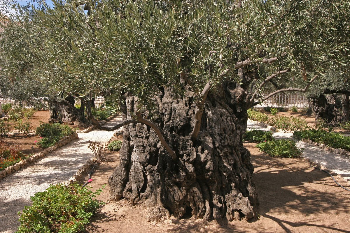 As we approach Thursday of the Holy Week, this crucial day holds a great significance for us all.

God bless you all. ☦️❤️🙏

Picture of The Garden of Gethsemane, Jerusalem, Israel - CC and (Licensed)

#OrthodoxChristian #HolyWeek #TheLastSupper #Gethsemane