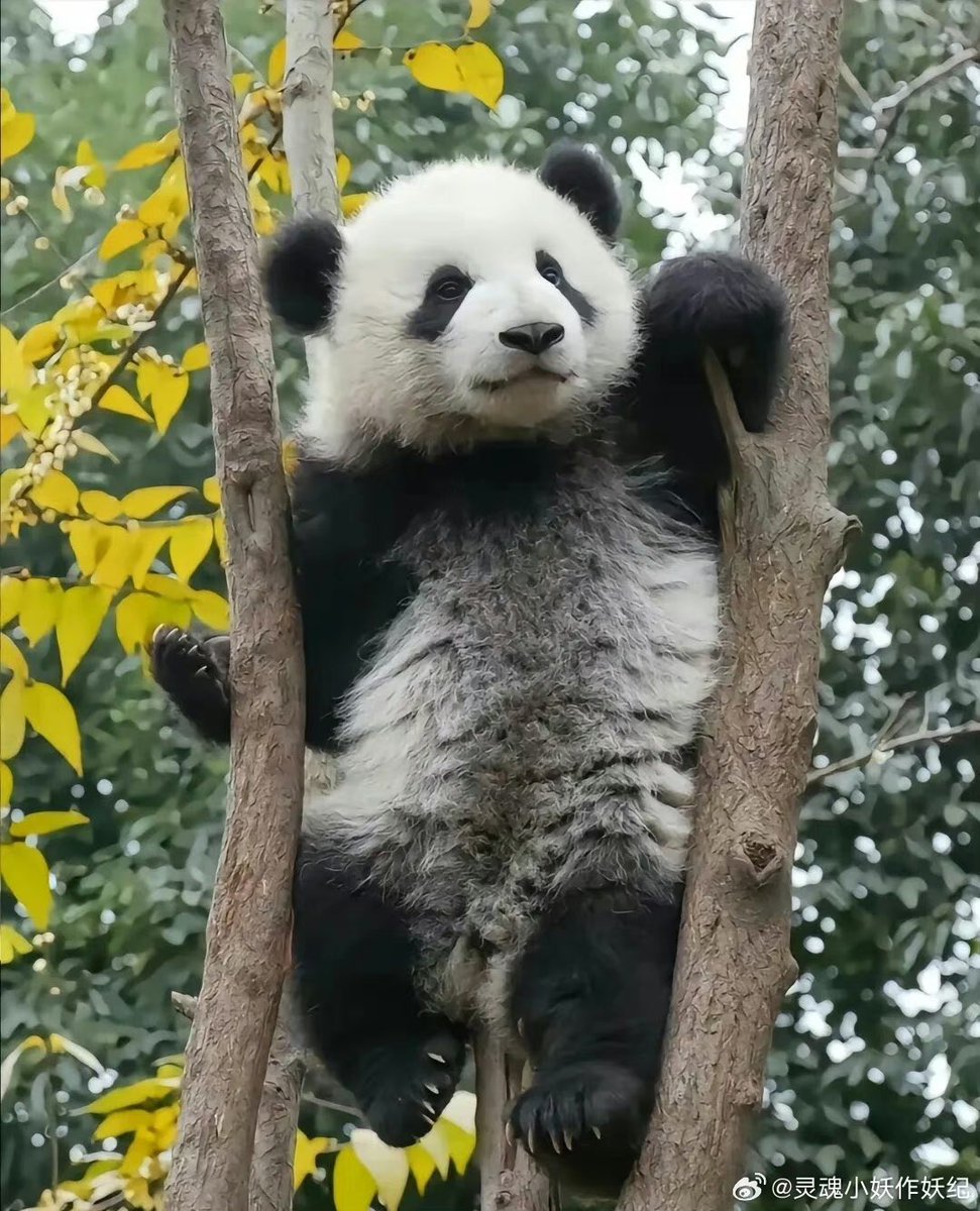 Meng Lan at childhood #panda #animal #cute