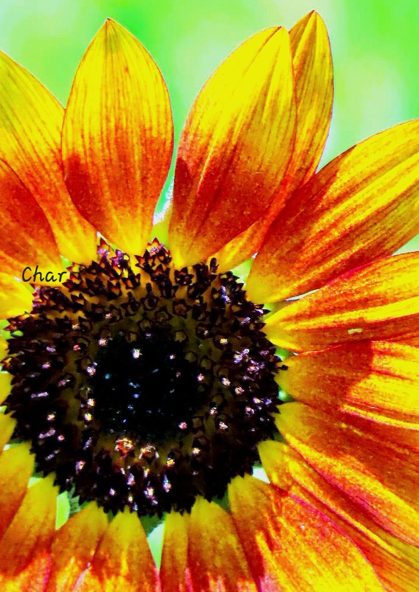 Bright and Beautiful May wishes Joyful rays of sunshine to warm the soul 🌿🌾🌼🌻❤️🌻🌼🌾🌿 #SunflowerFarm #MayDay
