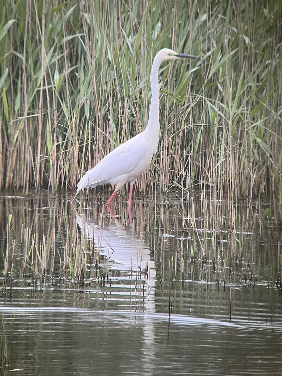 Marazion Marsh this morning: a smart Great White Egret at the front of the marsh. Given the dark bill colour and absence of the last GWE, I’m thinking this is a new bird in?  

Plus a Yellow Wagtail and 60+ Sand Martin. 
#Ukbirding