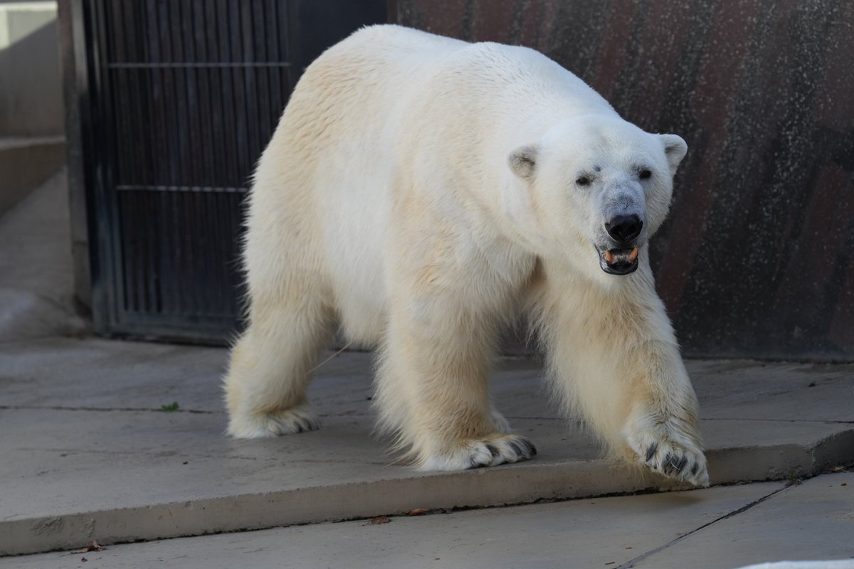 今日の安否確認🐻‍❄️🐻‍❄️
お庭番デアちゃんプール番イコロん
#デア  #イコロ 
#上野動物園 
#polarbears