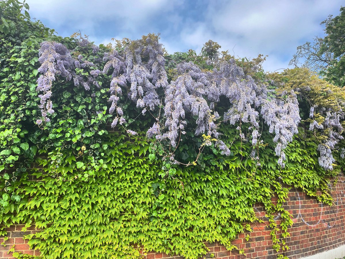 It’s wisteria time in the park 💜

#wisteria #flowers #nature #brockwellpark #brockwelllido #parklife #hernehill #lambeth