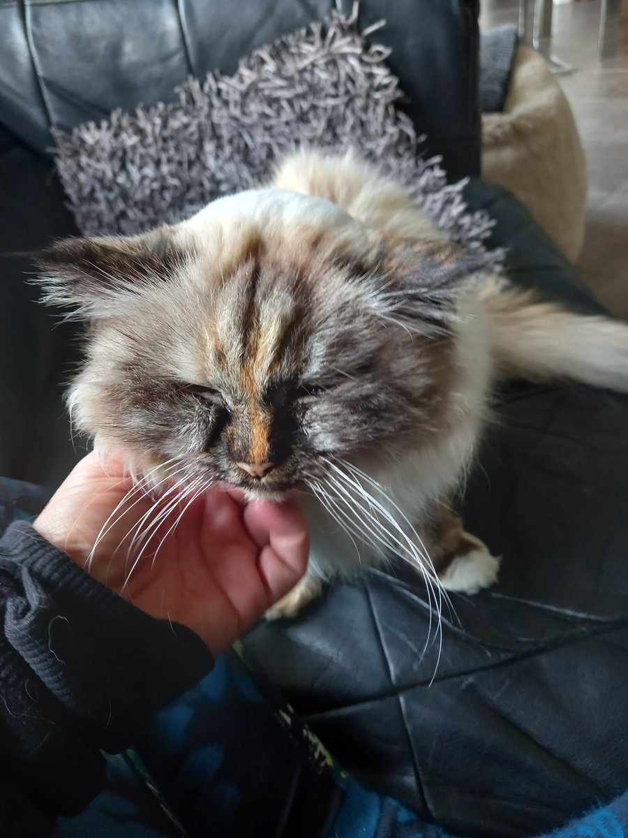 AmandaPinder's tweet photo. @TreasuryMog Fluffy would have turned 20 this week, she left us 2 weeks short of her 18th birthday. We still miss her everyday but are so grateful to have shared all the love in the world with her #RainbowPetDay https://t.co/hPOVcXX6Op