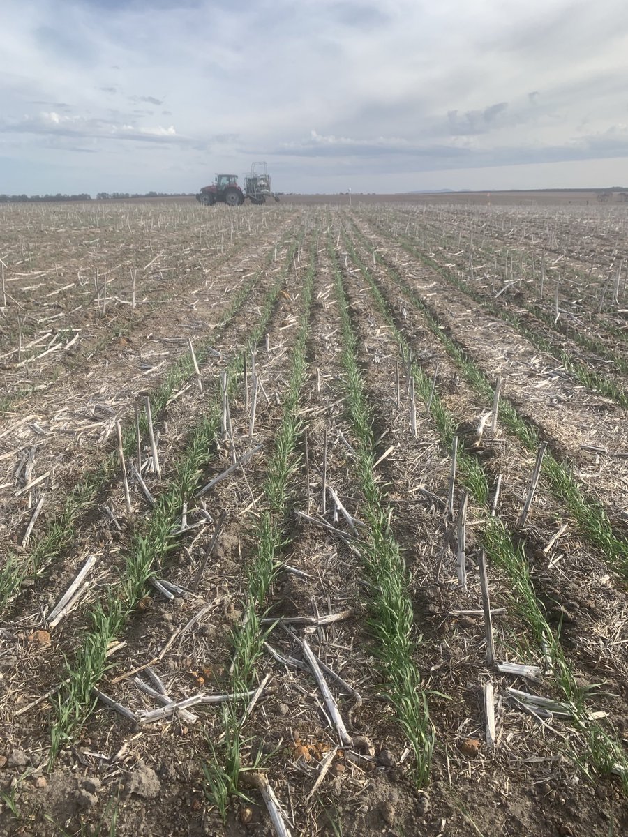 We have been busy with the irrigation system this year, with all GRDC NVT early break trials sown by Living Farm being extremely dry. It’s great to see an even establishment at this South Stirlings site after irrigation. ⁦@GRDC_NVT⁩ #NVTProvider