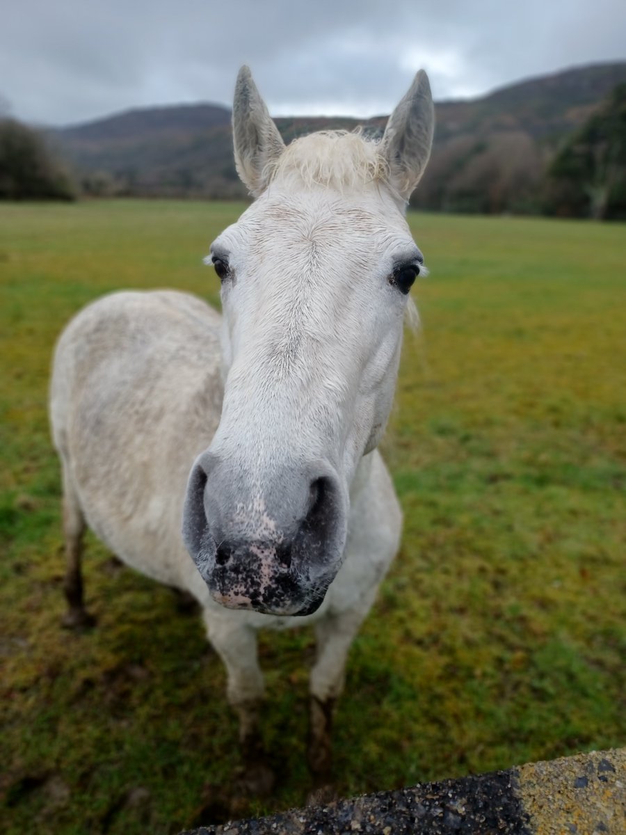 Just one of our friendly Connemara Ponies brightening up your feed & helping you through the week. Don't forget to stop by the Pony Paddock at The Garden Teahouse to see one of our newest equine additions, Peaceful Benny & his Mum Julie 🐎 #KylemoreAbbey #PeacefulPonies