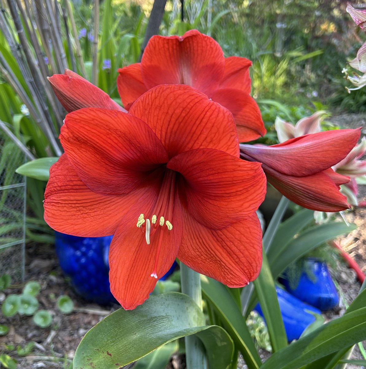 This huge bold red #Amaryllis lives in a huge pot off the patio as there is currently no more room in the Amaryllis garden for it.😂

#AmaryllisFlowers #Flowers #Gardening #FlowerPhotography #Plants