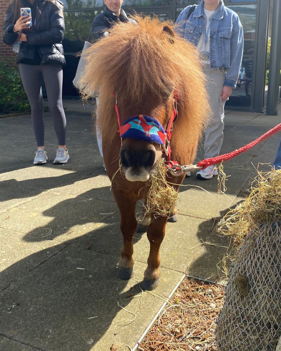 Take back to last week!

It was #StressAwarenessWeek and our enrichment team organised visits from Squirrel the Pony and Natterjack Alpacas to support student well being on the run up to exams. 😍

We're always supporting our student's welfare here at Southport College!