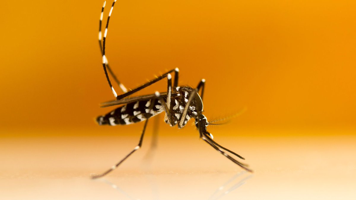 Després de la pluja, cal vigilar per evitat l'aparició del mosquit tigre.🦟 Per evitar la cria: 💧 Vigila les acumulacions d'aigua durant més de 5 dies en plats, testos o abeuradors. 🪣 Fes un correcte manteniment de safareig, xups i basses. 🧹 Neteja les canaleres.