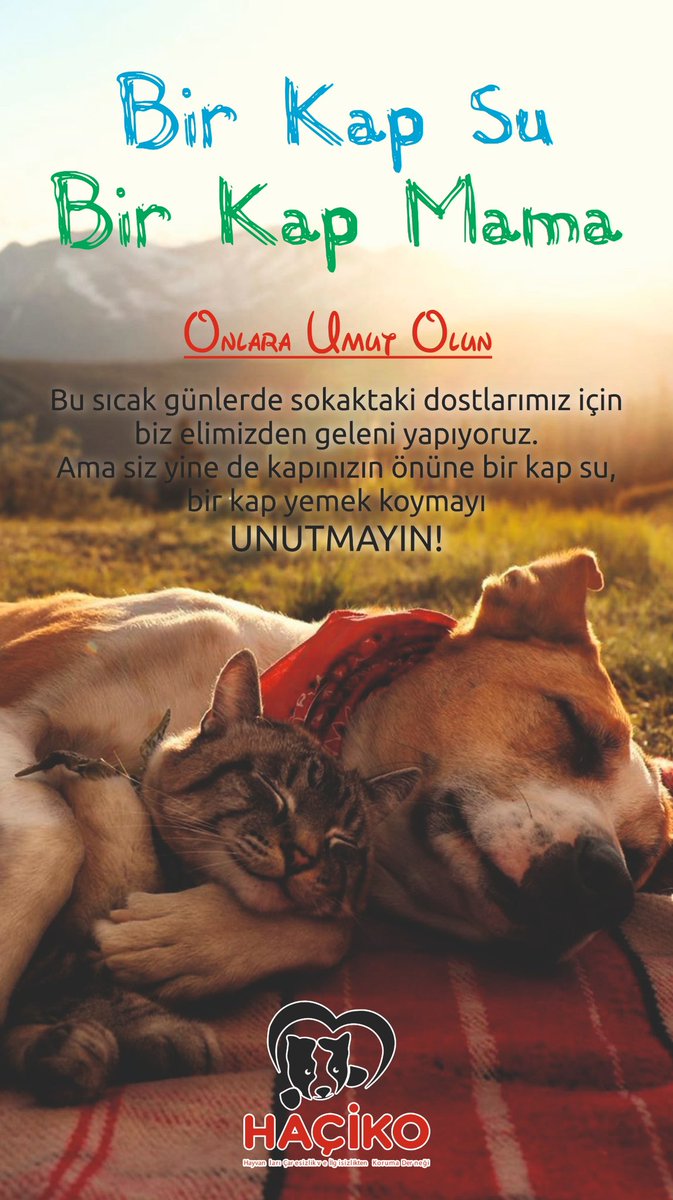 Bir Kap Su Bir Kap Mama Sıcak su günleri yaklaşırken dostlarımızı unutmayalım ❤️🐾 #haçiko #SokakHayvanlarıSahipsizDeğil #sokakhayvanları #dostlarımız #Survivor2024 #animals