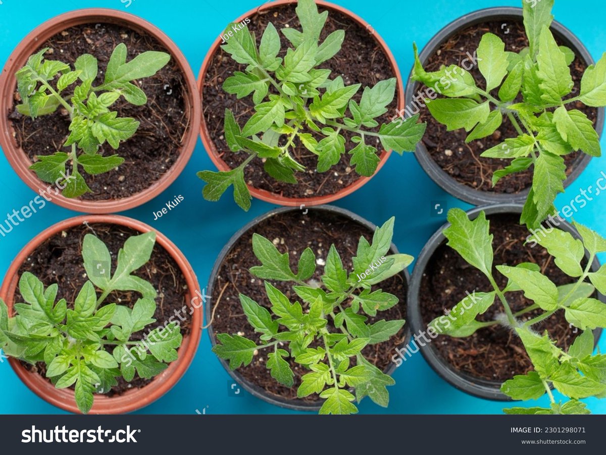 Tomato plants grown in pots. 
shutterstock.com/image-photo/ov… 
#tomato_seedlings 
#tomato_plants_in_pots 
#tomato_plant_pot 
#growingyourown 
#kitchengarden 
#gardening 
#gardenideas 
#GardeningTwitter 
#GardenersWorld