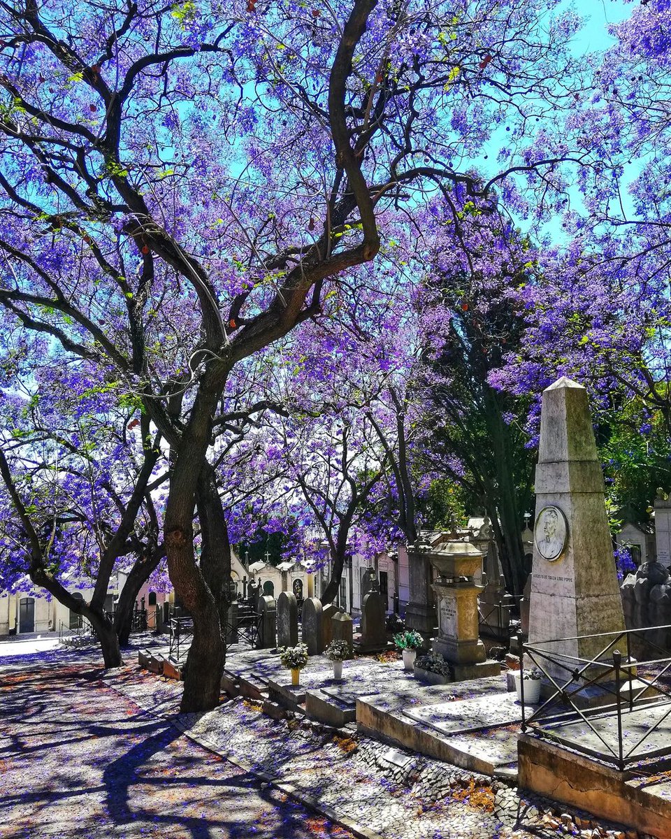 Cemeteries can be museums, chiefly when their occupants are interested in the arts and their last resting places. At 𝐏𝐫𝐚𝐳𝐞𝐫𝐞𝐬 𝐂𝐞𝐦𝐞𝐭𝐞𝐫𝐲, there are magnificent works of art to see. #VisitLisboa visitlisboa.com 📍 Cemitério dos Prazeres 📷 @cores_de_lisboa