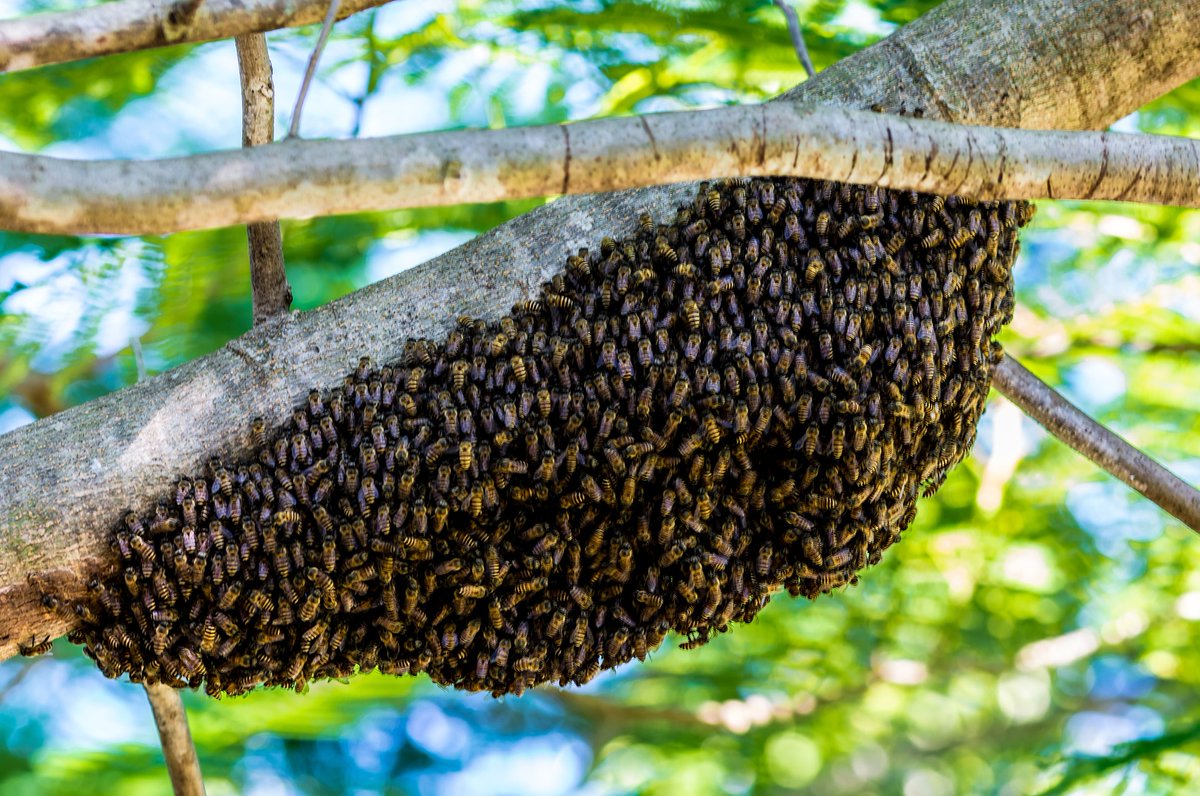A warm spell following a cold April with limited opportunities to inspect is resulting in an upswing in swarm reports. Check your colonies at the earliest opportunity.