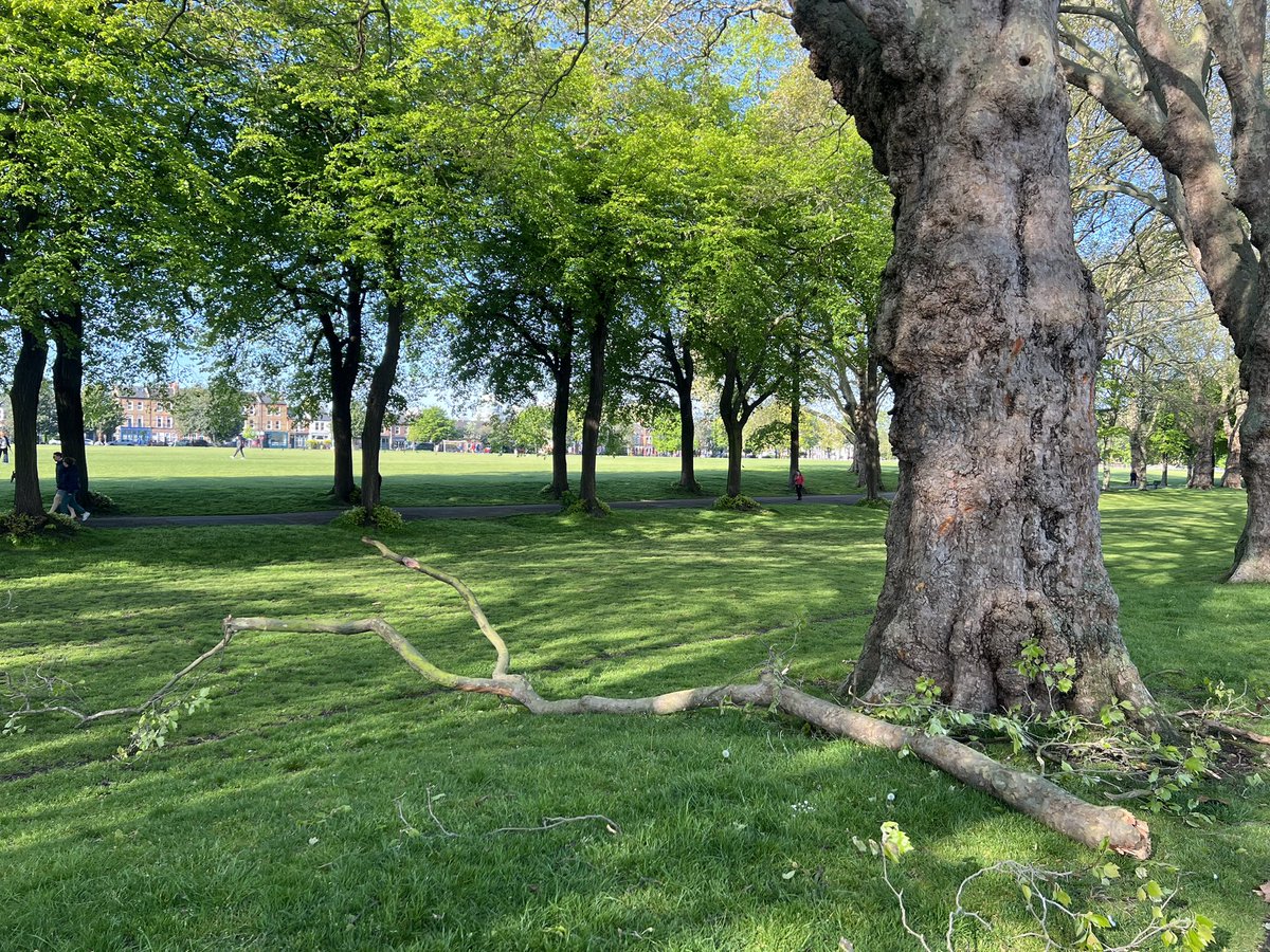A third big branch off London planes today <a href="/WandsworthPark/">Wandsworth Park</a> <a href="/WandsworthTrees/">WandsworthTreeWardens</a> <a href="/EnableParks/">Enable Parks Wandsworth</a> 😳

I guess with #Massaria around <a href="/LTOA33/">LTOA</a>  it’s the sort of thing we’re all going to have to start looking out for more (literally) <a href="/ForestryComm/">Forestry Commission</a> <a href="/forestryhour/">forestryhour</a> 

forestresearch.gov.uk/tools-and-reso…