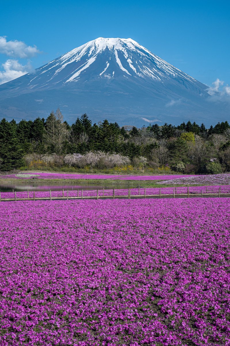 まるで絵画のような芝桜と富士山が綺麗だった