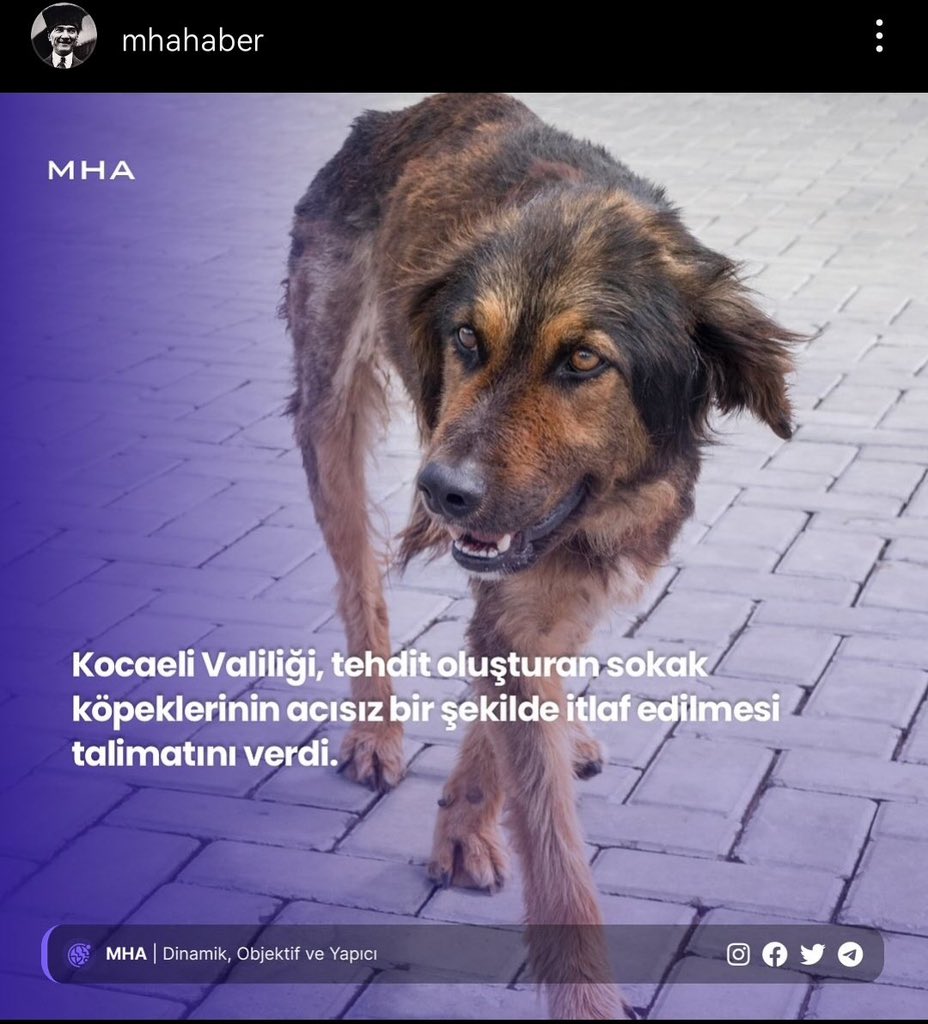 Söyleyecek söz bulamıyorum , bir devlet düşün,köpeğine bakamayan , bakamadığı için öldüren 🤷🏼‍♀️😞 ülkeye yasadışı girenlere bakıyorsunuz 🤷🏼‍♀️😞bir cana kıymak müslümanlıkta günah değil miydi ?