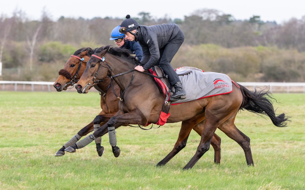 Four-time winner, 𝗭𝗶𝗴𝗴𝘆𝘀 𝗗𝗿𝗲𝗮𝗺, heads for Listed action at Chelmsford this evening in the 6f Chelmer Fillies’ Stakes under Kieran O’Neill. Best of luck to her owners @MprUpdates 🔵🟠 #AliceHaynesRacing #AHTeam