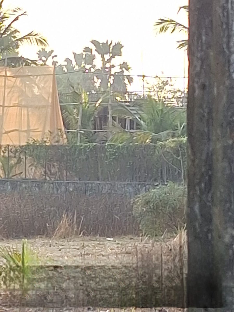 Systematic destruction of greenery and environmental damage to make away for a sprawling 50 brick walled residential rooms at Gorai-Uttan, behind Palm Beach resort after striking a clandestine deal with Local BMC officials