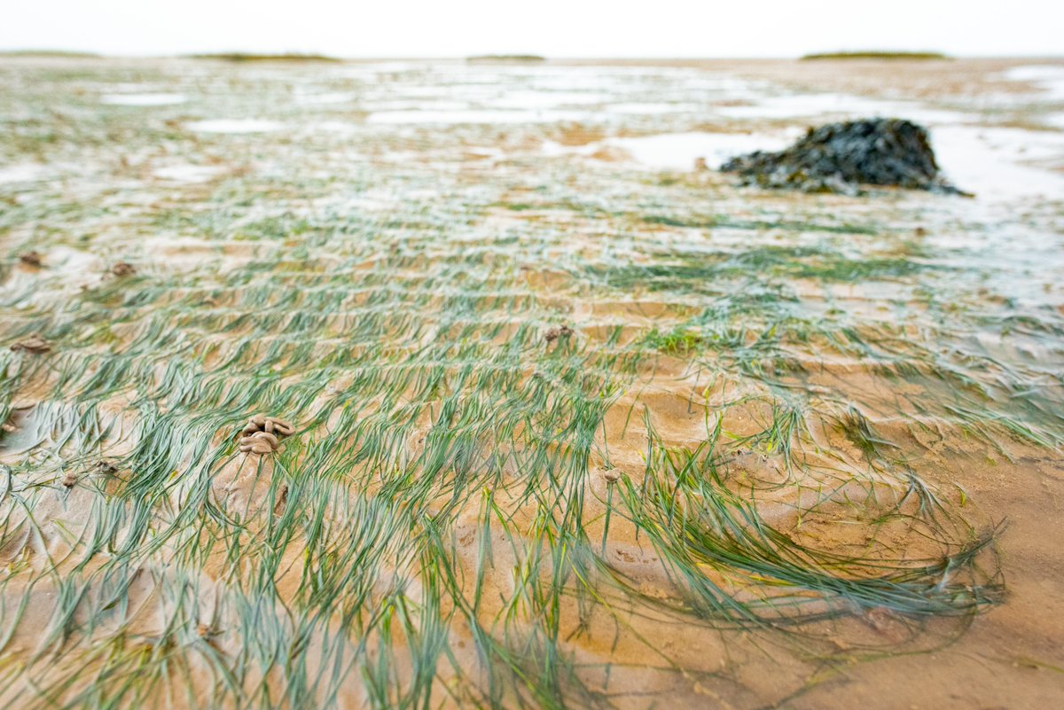 YWTLivingSeas's tweet photo. The spring seagrass planting season was a success!🎉 Our Wilder Humber restoration team worked over 5 days to plant a whopping 38,000 seagrass seeds, using 4 planting methods over 5 acres of the Humber🌱Delivered by @YorksWildlife &amp; @LincsWildlife in partnership with @OrstedUK 🌊 https://t.co/aMP3Y0tQT6