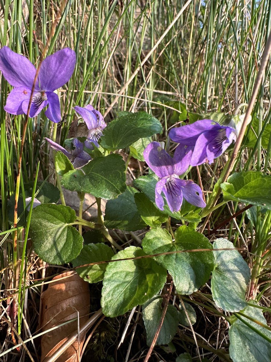 Pre breakfast walk through Torosay estate- lovely to see bluebells appearing #Mayday #Spring2024