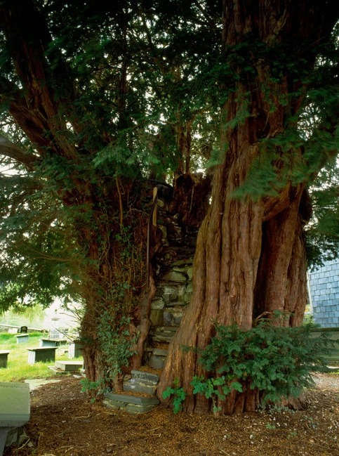 Steps crafted from local Welsh slate lead steeply up to a podium in St James churchyard, Nantglyn, Denbighshire #welsh #yew