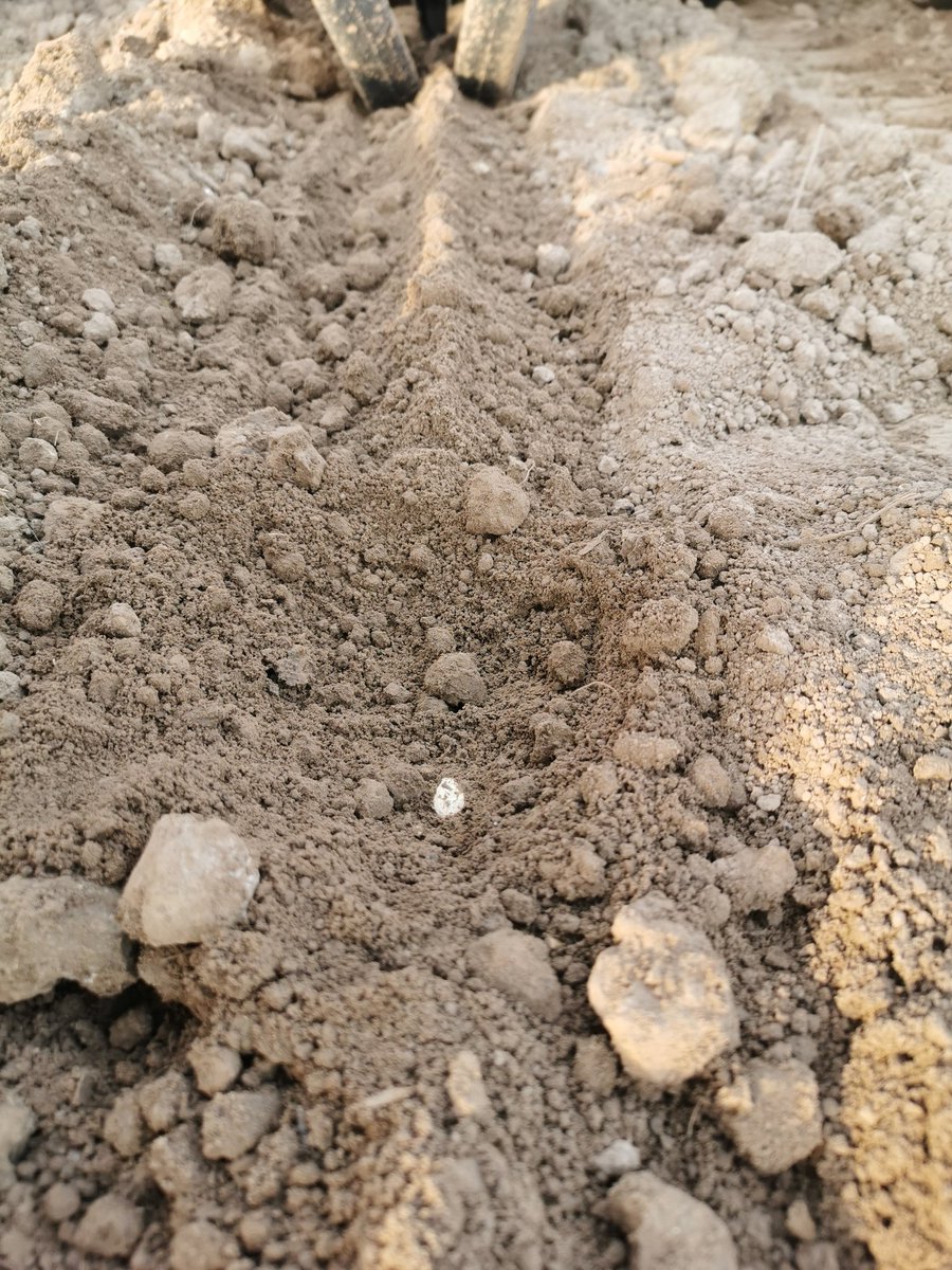A_Beauc's tweet photo. Le #1erMai, nous avons fêter le travail comme il se devait !
Les semis de #maïs terminés, nous avons enchaînés sur les semis de #courges.
Comment faire quand le semoir n'est pas adapté ?
On sort le scotch de réparation pour gouttières, bien plus efficace que le "scotch alu" ! https://t.co/oe7D235qpx