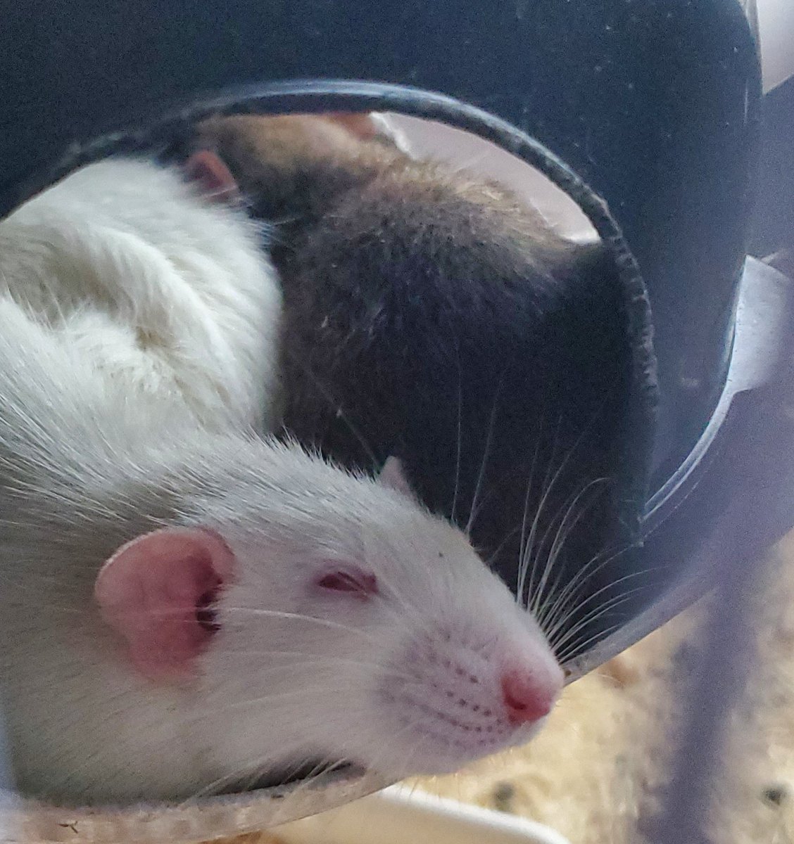 I too am bipolar, and what I leave here are my beloved rats and my lovely days. I like to discuss and chat, so feel free to DM me. I've only had my rats for two months. I'd like to make many friends through rats things.