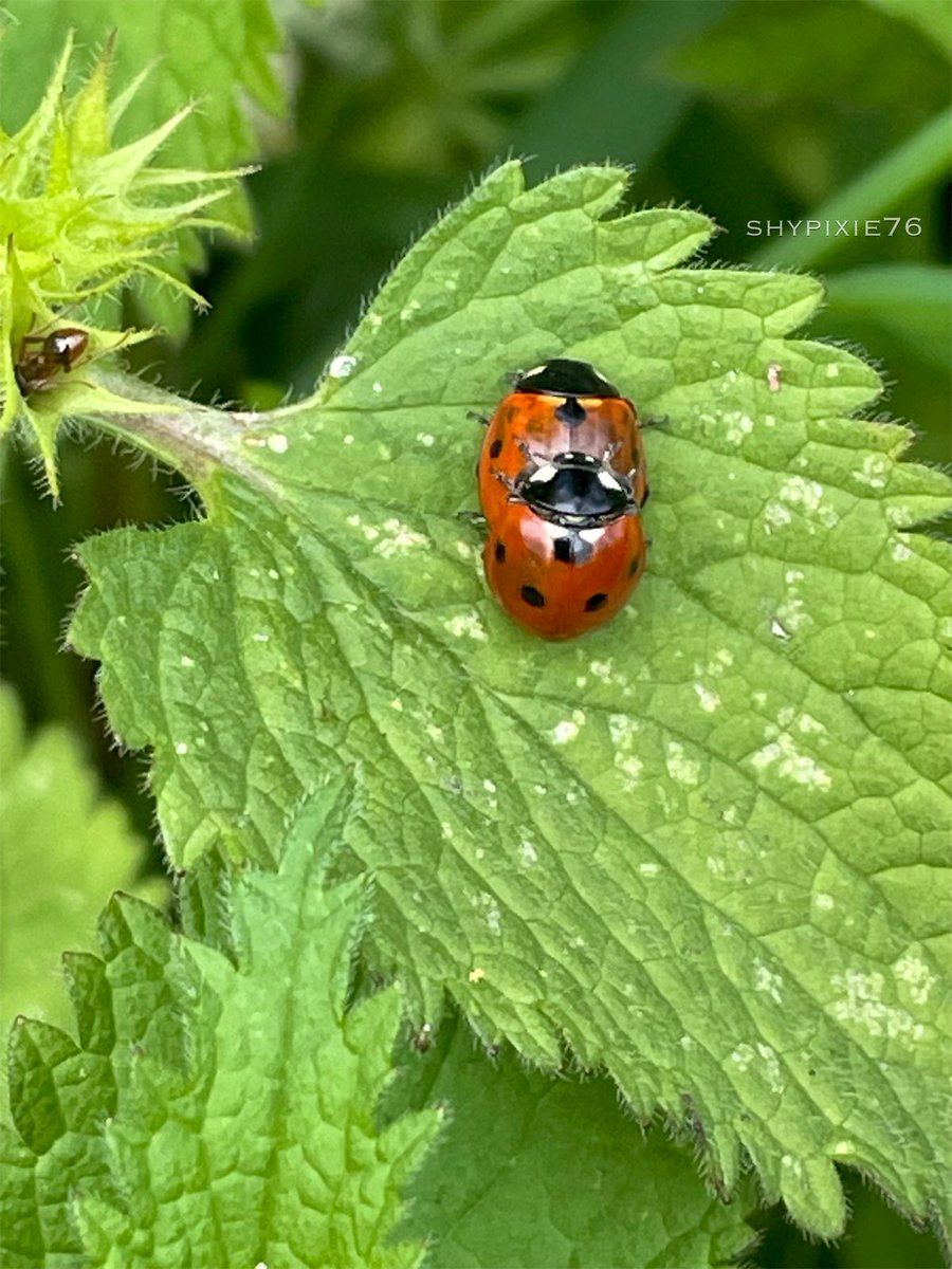 Two ladybirds and an ant… 🐞🐜🌱 
#InsectThursday #Ladybird 
#NaturePhotography