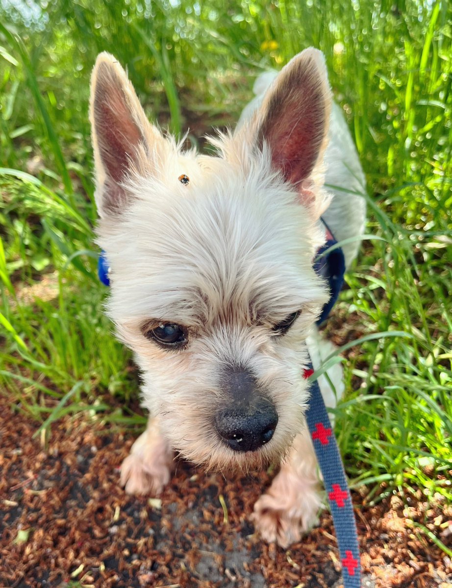 ハル君、草やぶから出て来たら、てんとう虫が！！🐞何かモゾモゾするらしいよぉ〜😁
#dog #yorkshire #terrier #ヨーキー #ヨークシャテリア　#yorkshireterrier