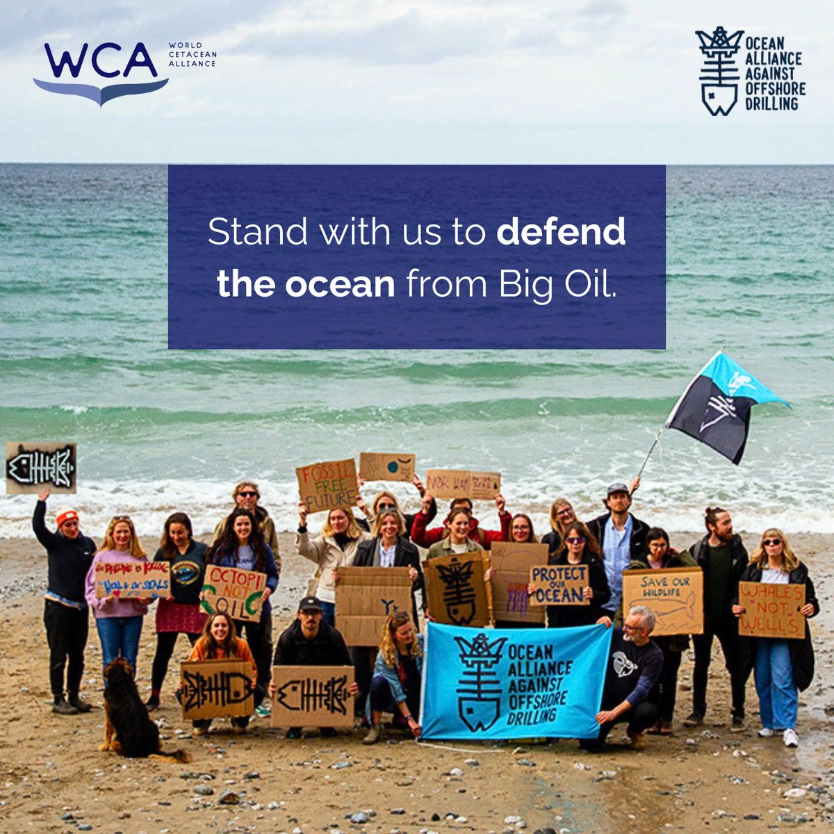 Breaking: @Shell just announced BILLIONS in profit, at the expense of our ocean and wildlife. 😡 We joined the Ocean Alliance Against Offshore Drilling because we won’t stand by while oil giants plunder the planet. 🐋 ✊ Ask your MP to say no to Big Oil: act.oceana.org/page/143684/ac…