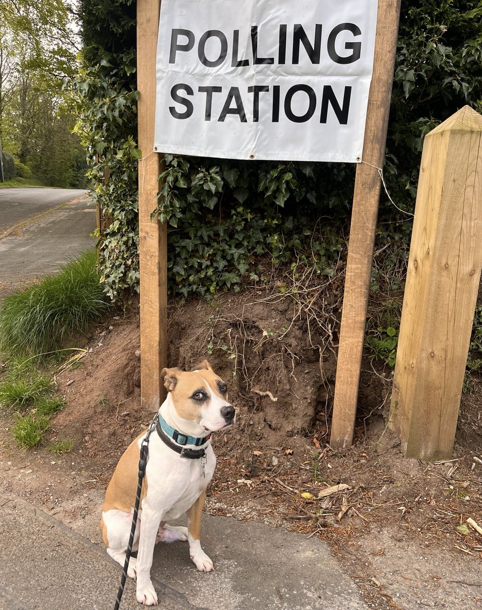 Harvey Dog, rather unimpressed at our local polling station 🤷🏼‍♀️😂 #DogsAtPollingStations