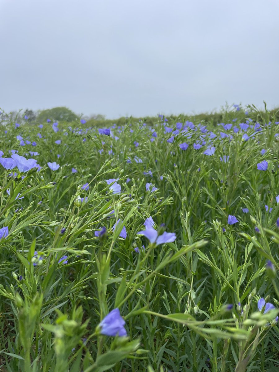 Somethings been enjoying the sunshine…. Not sure it really needs a thunderstorm 🫣
