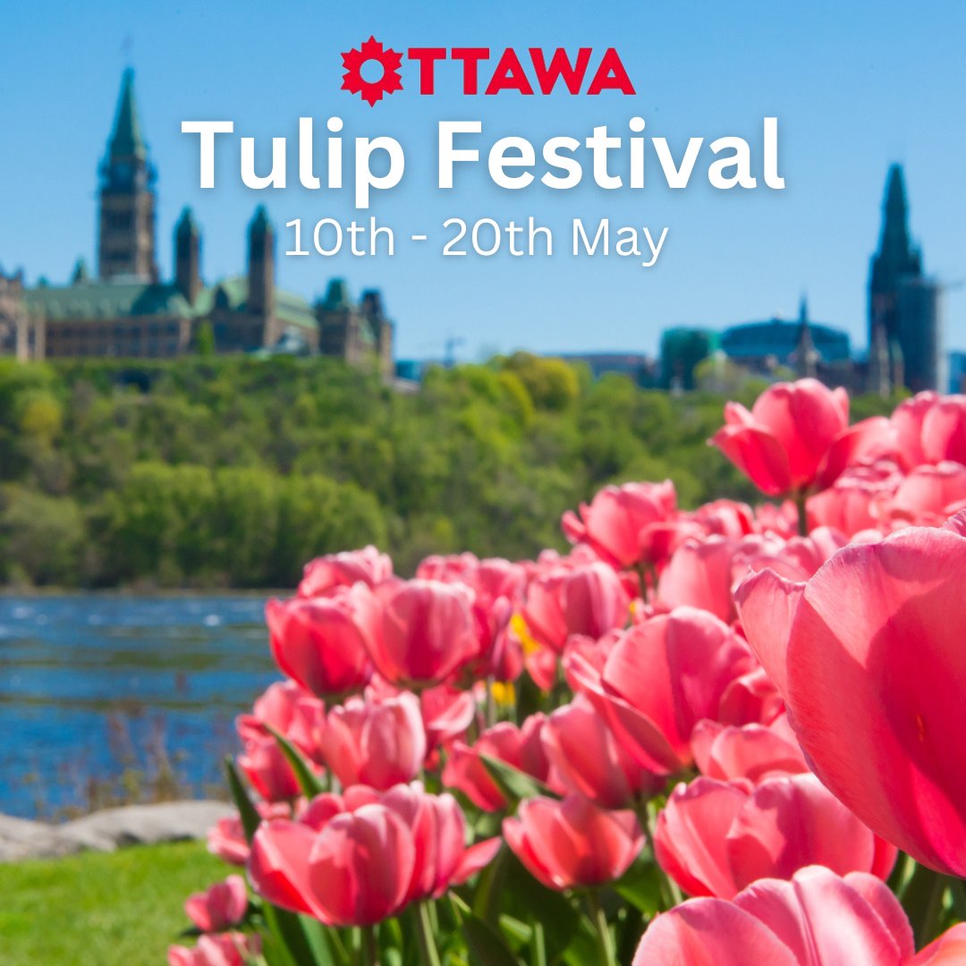 From 10th to 20th May, the #CanadianTulipFestival celebrates the seasonal flower’s beauty and its historic ties to #Canadascapital. The free outdoor event takes place in Commissioners Park, where over 300,000 tulips bloom alongside the #RideauCanal’s picturesque Dows Lake #Ottawa