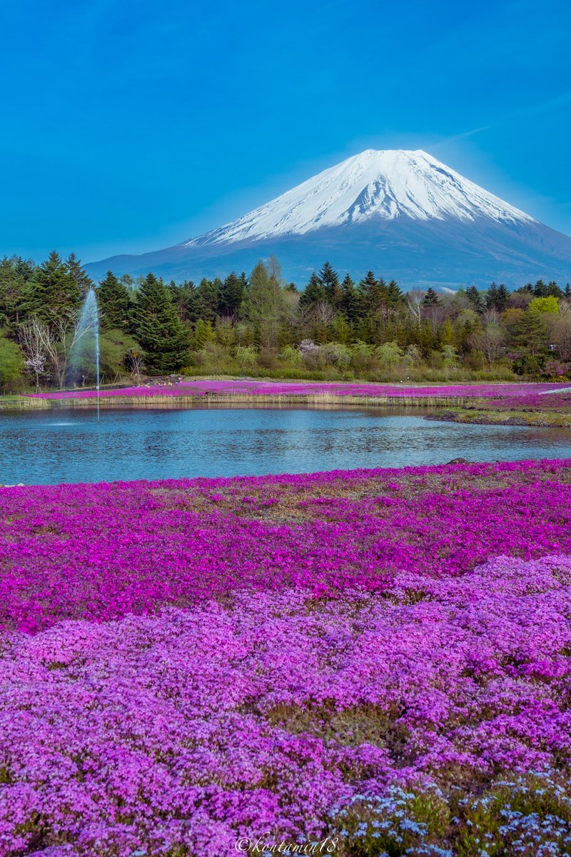 富士山へ咲く芝桜が美しかった。