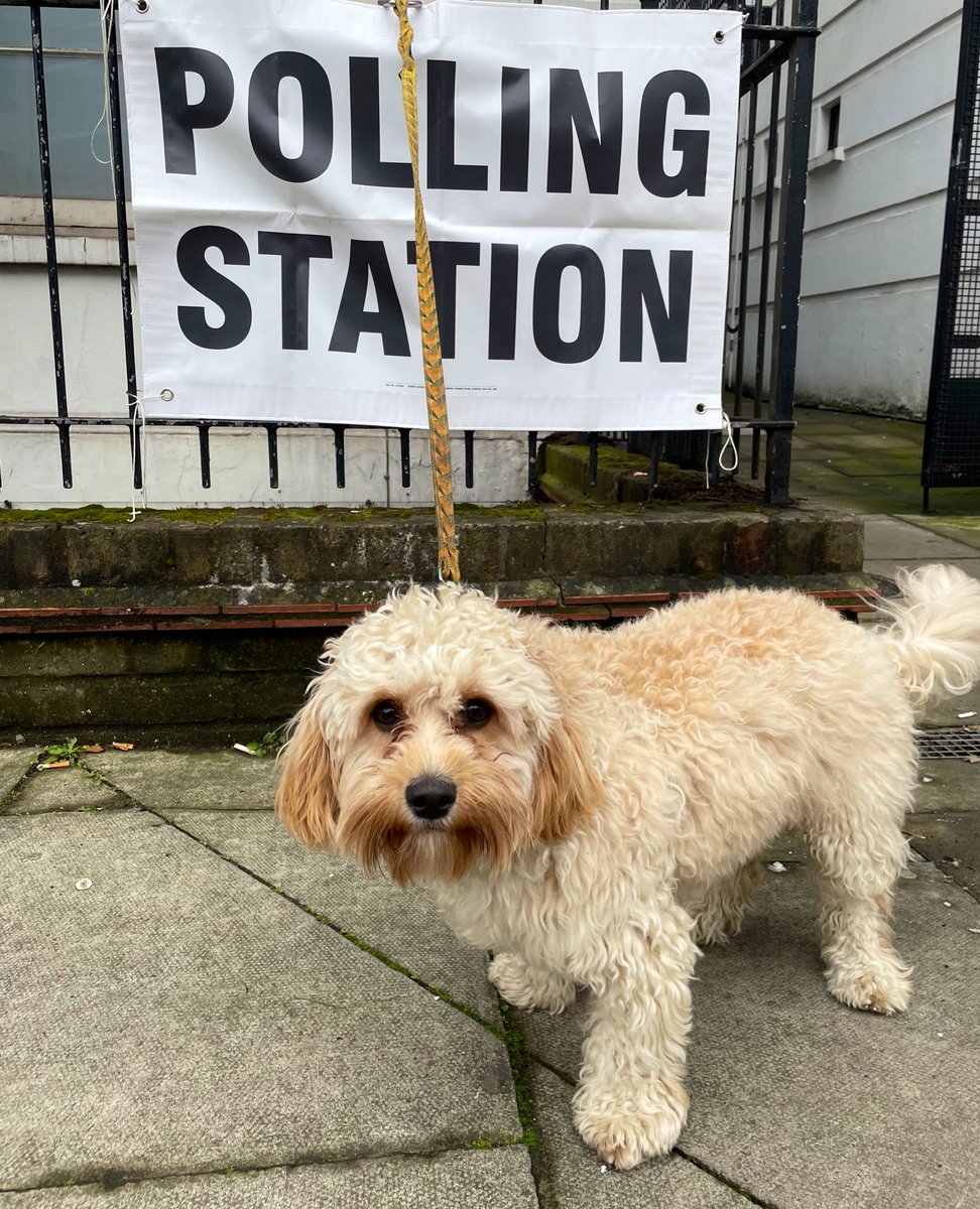 Forced to pick between an arrogant, useless mayor who has failed to keep London safe, & a Trump-supporter, Scout took inspiration from President Zelensky’s meteoric rise from comic to man of the moment & voted for the only serious candidate: @CountBinface #DogsAtPollingStations