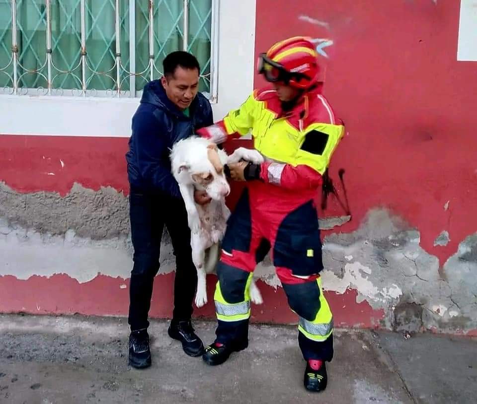 Travieso el Firulais. Un perrito fue rescatado en Llano Grande por los bomberos al quedar atrapado entre cables eléctricos. Testigos dijeron que saltó queriendo atrapar una mariposa. #Quito