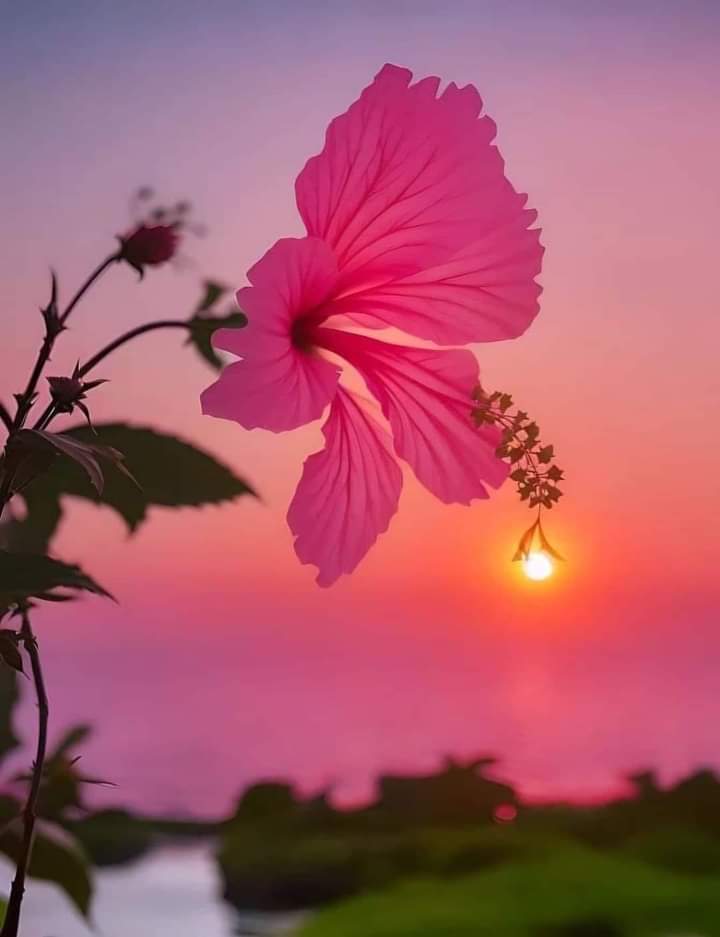 Hibiscus 🌺
Have a nice day to all