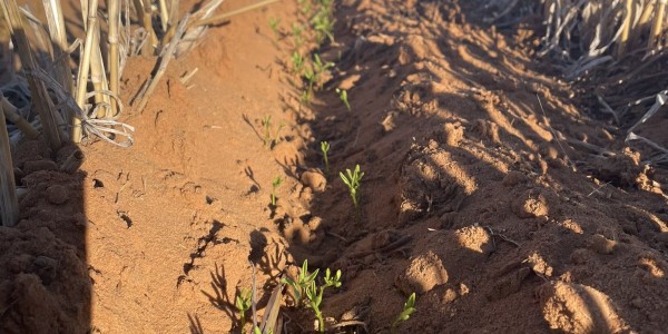 Australia is sowing lentils and faba beans at the ideal time, and prospects are bright for chickpeas, but rain is needed in the dry regions to get crops off to a flying start

👉 loom.ly/eVqEZSw