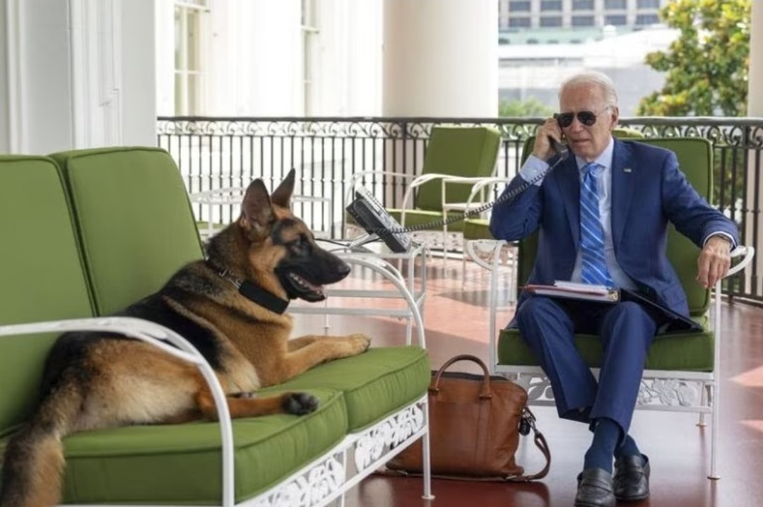Başkan Biden'ın Beyaz Saray'da zaman zaman görülen2 yaşındaki Alman Kurt Köpeği 'Komutan' (Commander), 6 ay içinde 24 Gizli Servis elemanını ısırınca, kendisinin de talebi üzerine alınarak, bilinmeyen bir yerde tecrit altına alındı. O tarihten beri ortada olmayan köpeğin…