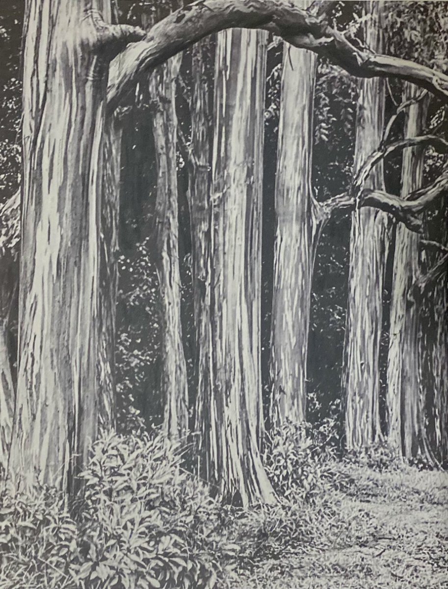 #drawingoftheday #draw #charcoal #charcoalart #sketchaday #drawingsketch #arte #landscapes #woods #forest #scenery #tree #artistic #alicialopezart