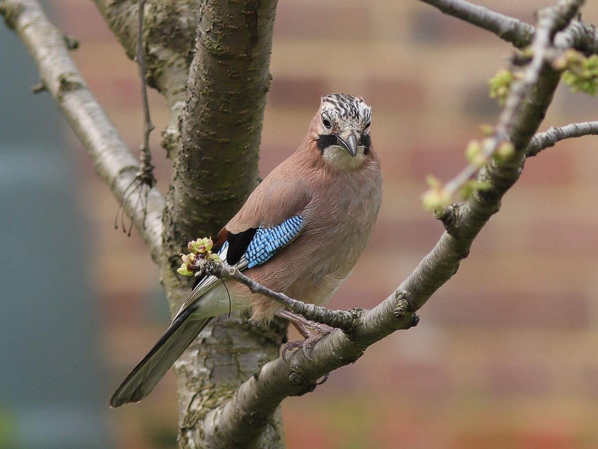 A Jay in the Cherry tree a year ago