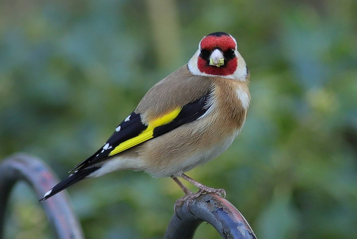 A Goldfinch in the Park 2 years ago. I haven't seen any there since